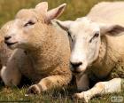 Δύο πρόβατα